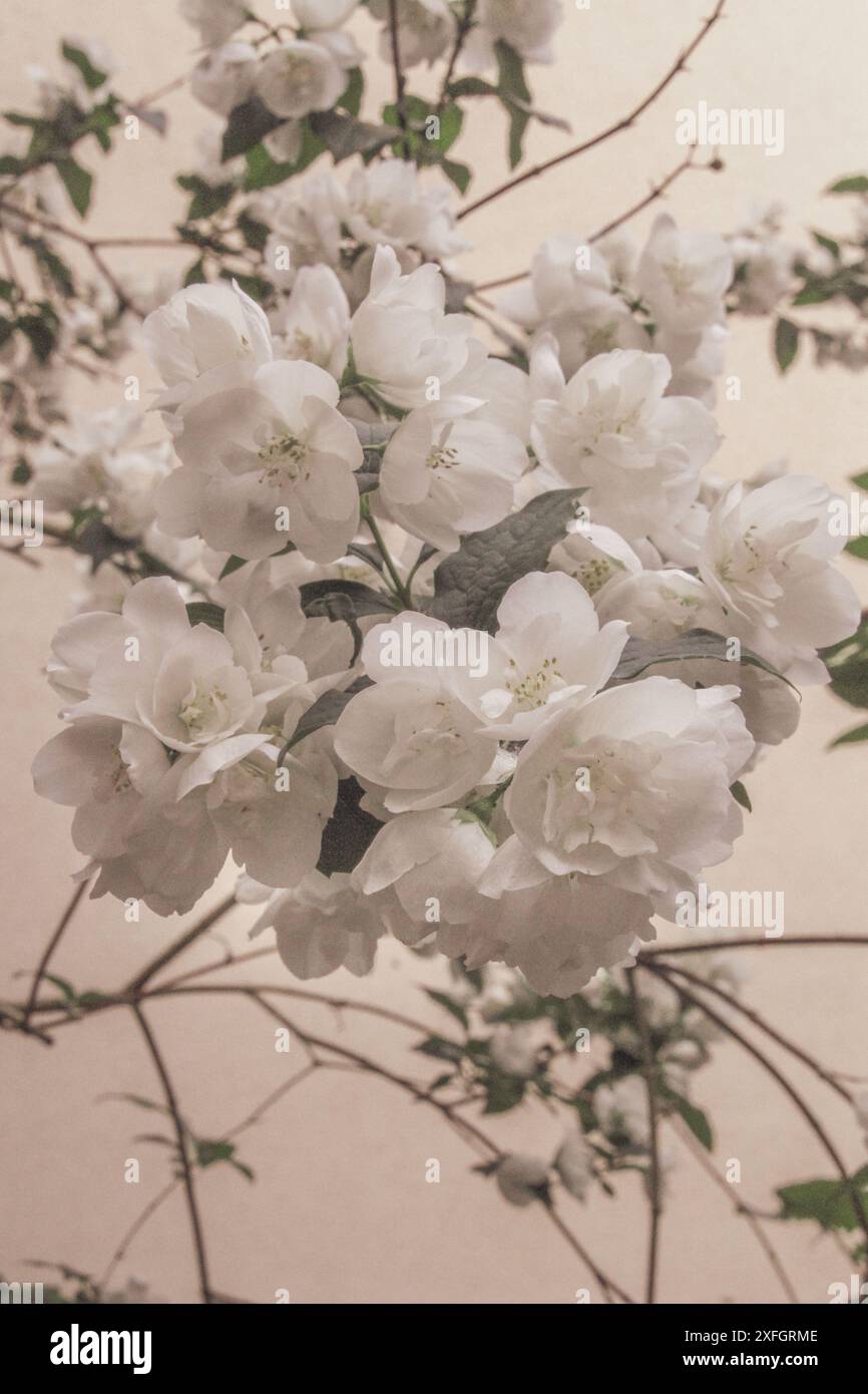 Foto verticale del fiore di gelsomino in tonalità vintage di beige, marrone e bianco, perfetta per una cartolina o un desiderio Foto Stock