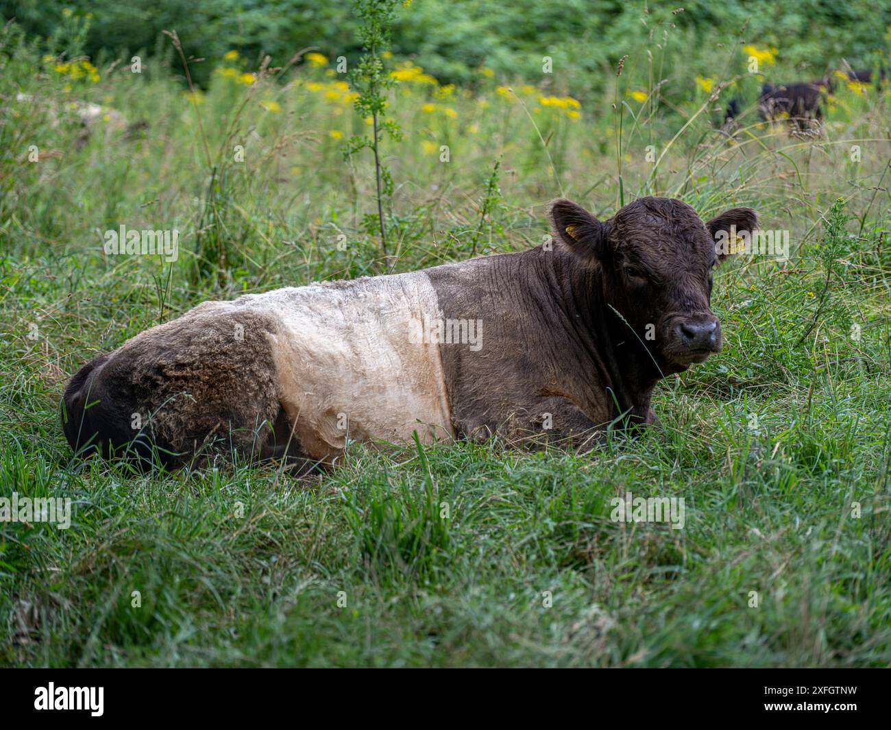 Weiß-braun geflecktes junges Rind auf einer Weide, Wiese mit Jakobs-Greiskraut Jacobaea vulgaris am Schaalsee Zarrentin am Schaalsee Mecklenburg-Vorpommern Deutschland *** giovane bovino maculato marrone bianco su un pascolo, prato con ragwort Jacobs Jacobaea vulgaris a Schaalsee Zarrentin am Schaalsee Momerania occidentale Germania Foto Stock