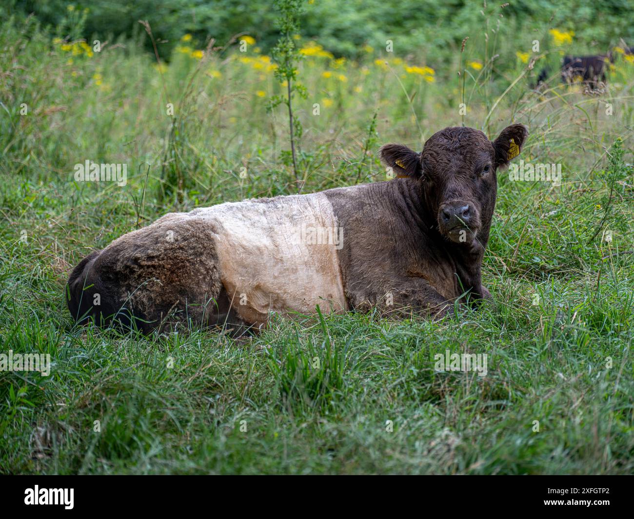 Weiß-braun geflecktes junges Rind auf einer Weide, Wiese mit Jakobs-Greiskraut Jacobaea vulgaris am Schaalsee Zarrentin am Schaalsee Mecklenburg-Vorpommern Deutschland *** giovane bovino maculato marrone bianco su un pascolo, prato con ragwort Jacobs Jacobaea vulgaris a Schaalsee Zarrentin am Schaalsee Momerania occidentale Germania Foto Stock