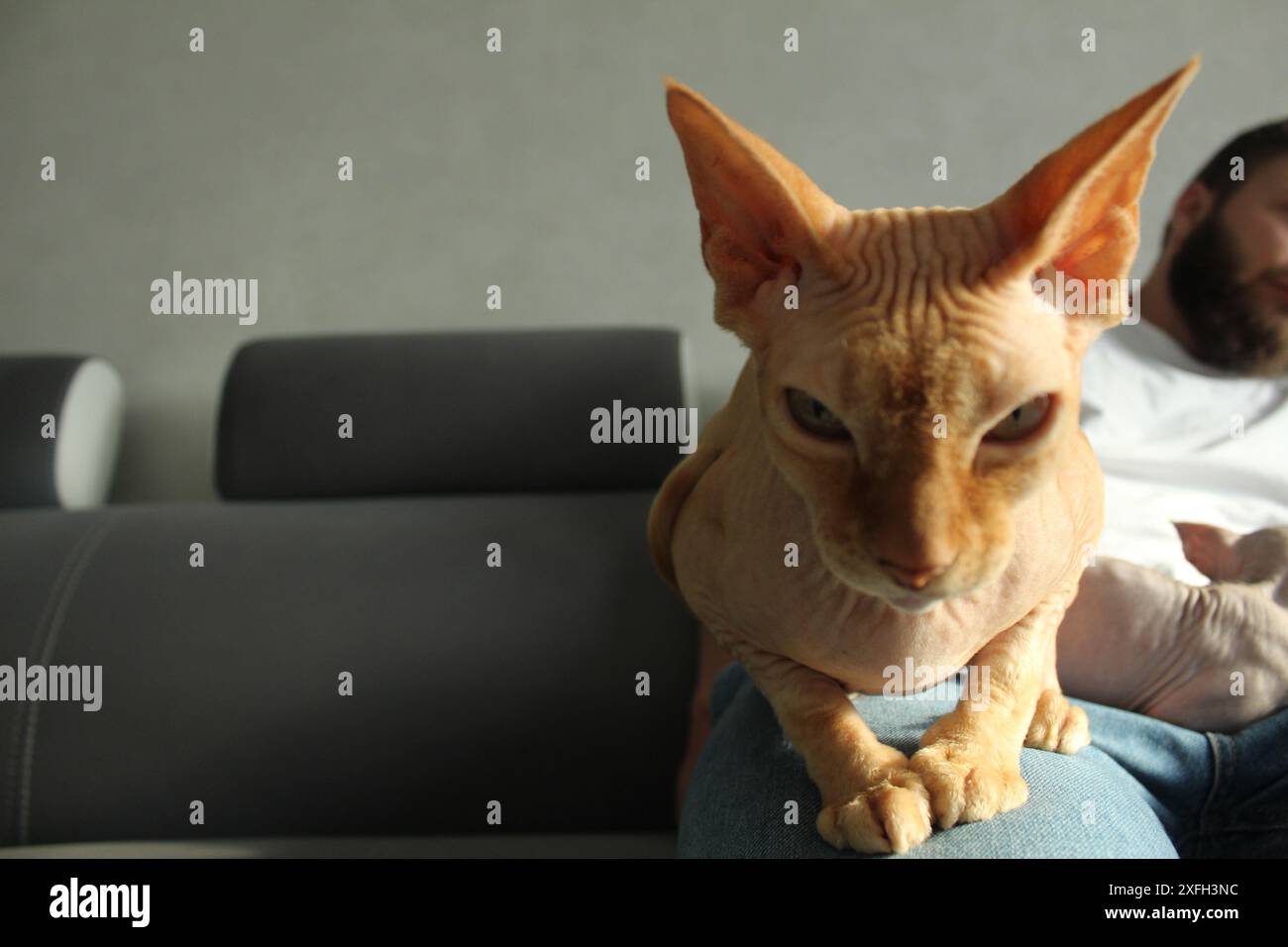 Gatto in braccio. Gatto della Sfinge con sguardo predatorio primo piano con spazio per testo copyspace. Foto Stock