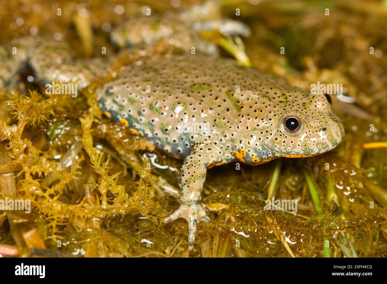 Rospo europeo (Bombina bombina) sulla vegetazione Foto Stock