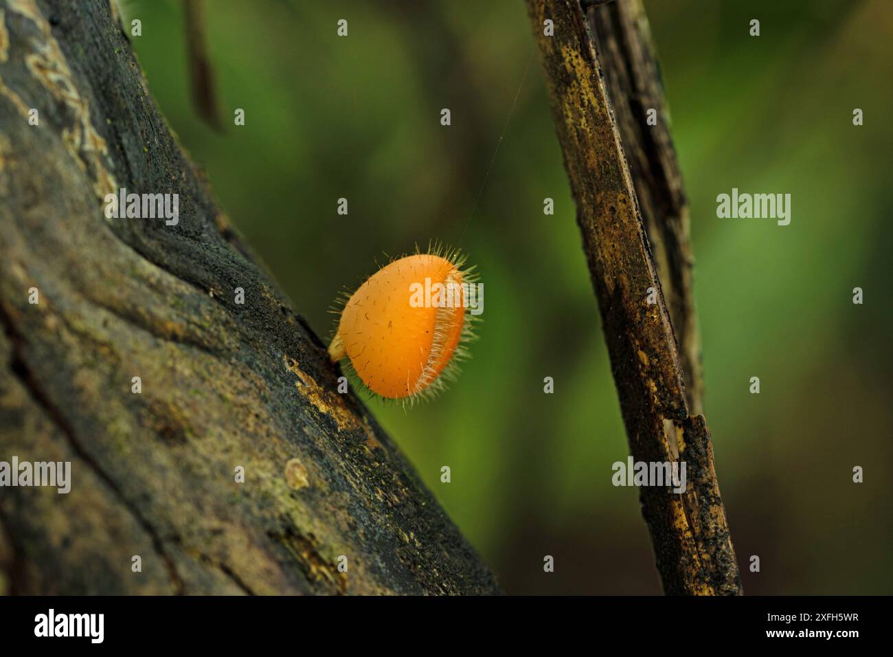 Incredibile tazza di funghi pixie ciglia in una foresta pluviale in Costa Rica Foto Stock