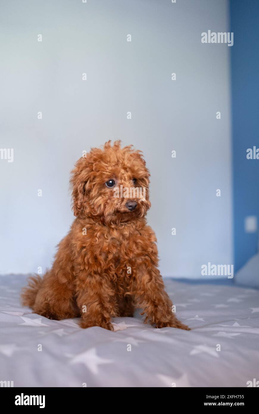 Un piccolo piccolo cane giocattolo marrone è seduto su un letto con uno sguardo strano sul viso Foto Stock