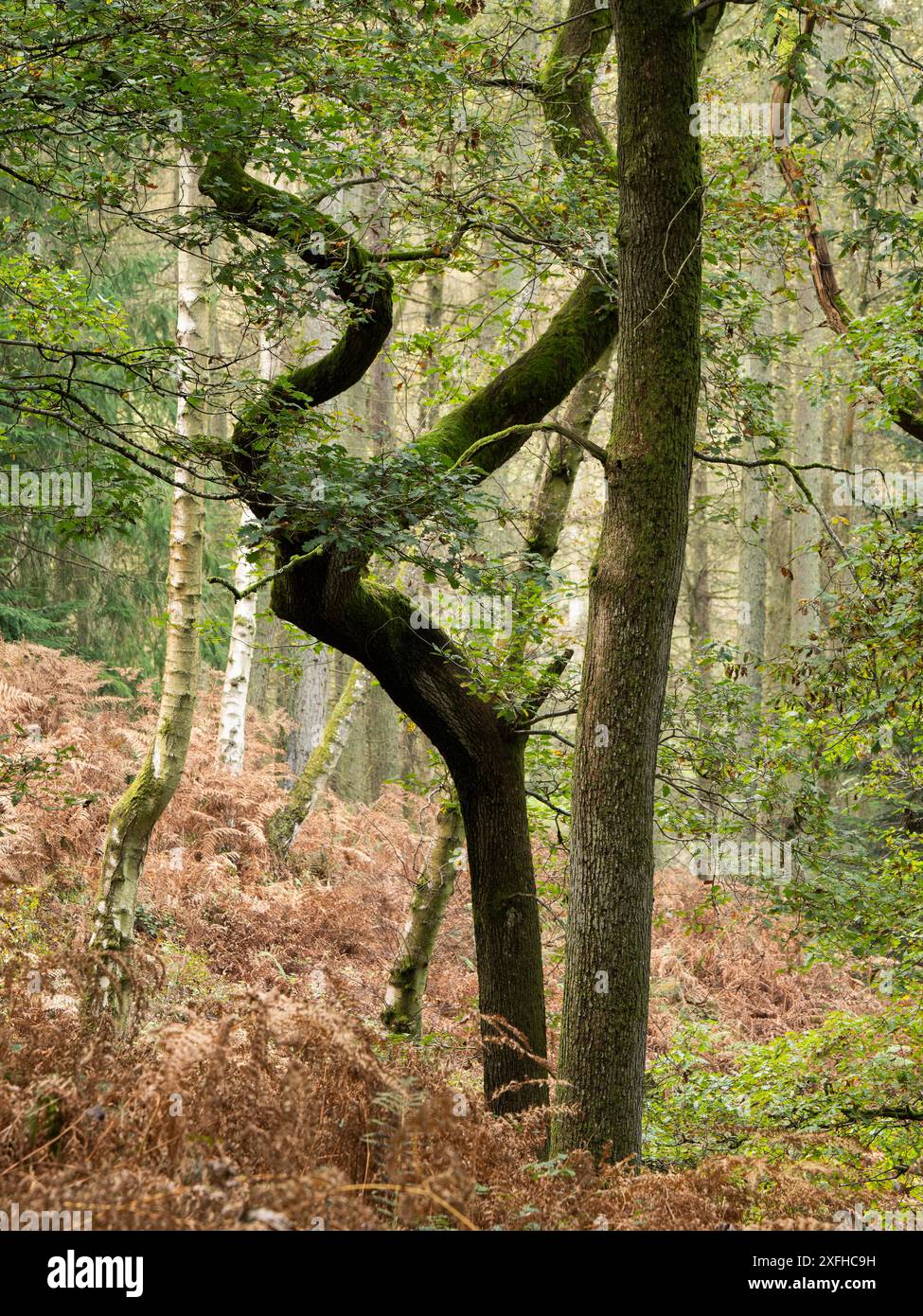 Bosco misto a Mortimer Forest, Ludlow, Shropshire, Regno Unito Foto Stock