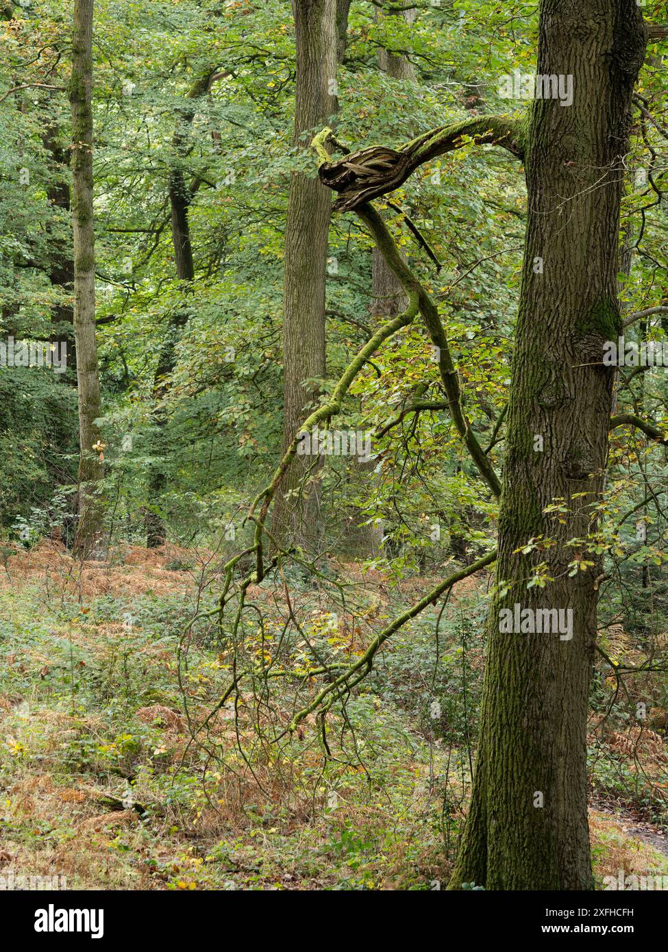 Bosco misto a Mortimer Forest, Ludlow, Shropshire, Regno Unito Foto Stock