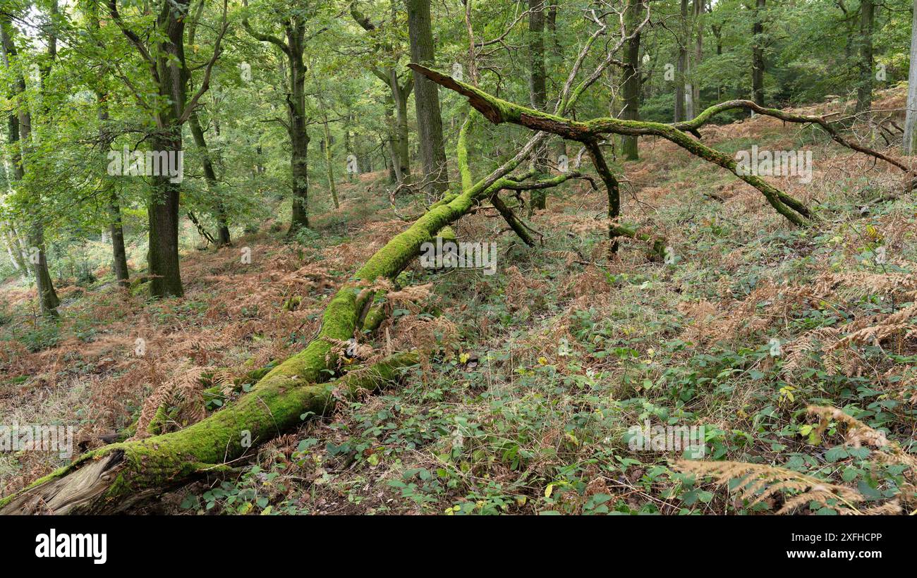 Bosco misto a Mortimer Forest, Ludlow, Shropshire, Regno Unito Foto Stock