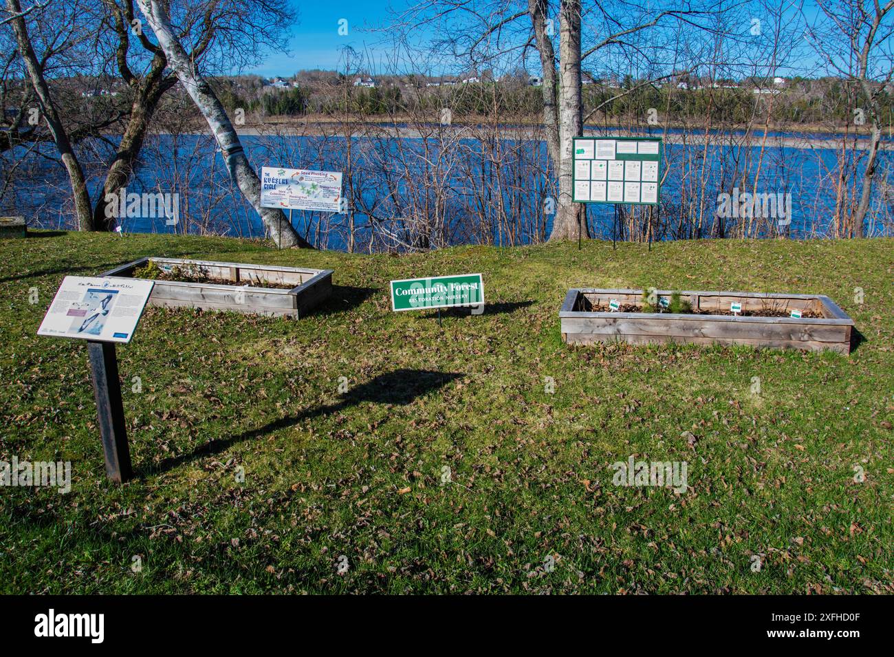 Vivaio comunitario di restauro forestale al Becaguimec Park sulla Main Street di Hartland, New Brunswick, Canada Foto Stock