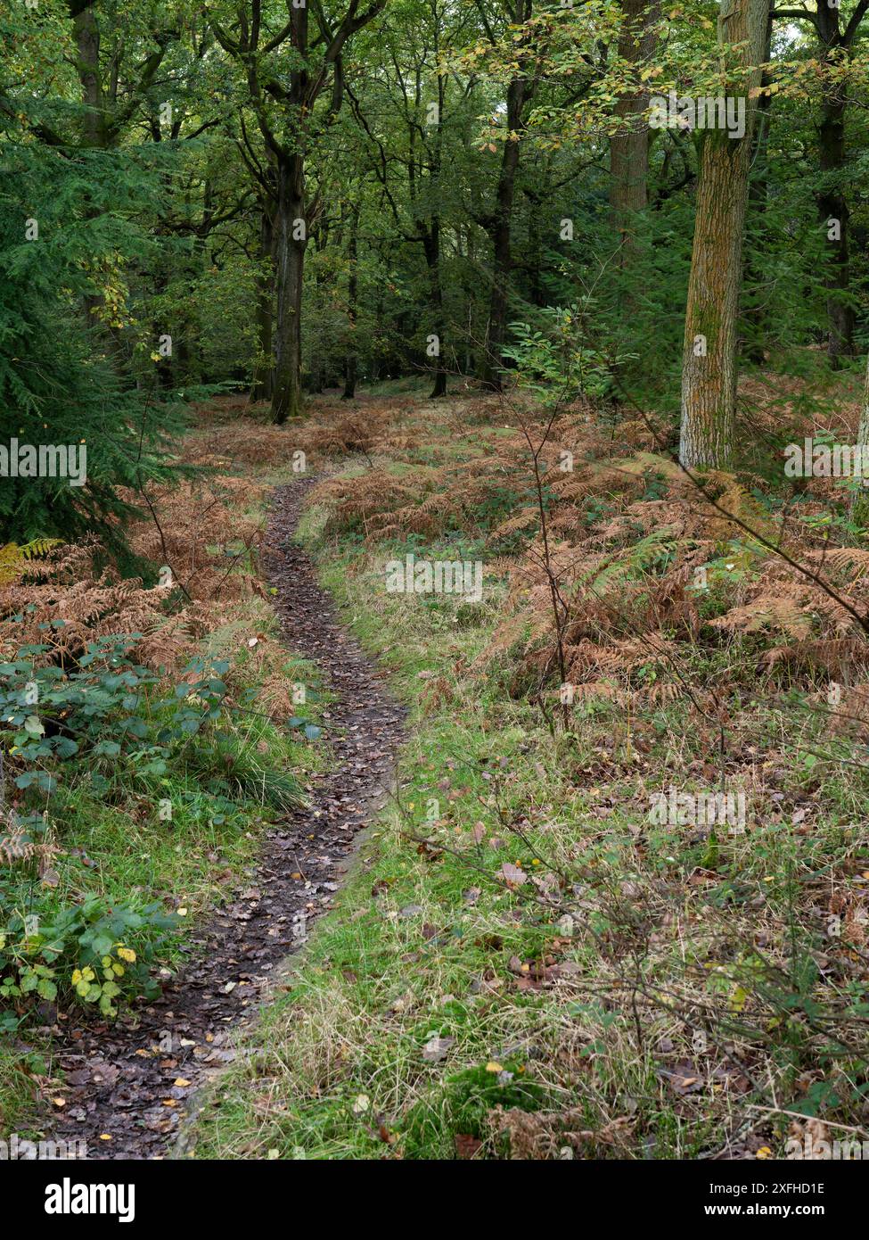 Bosco misto a Mortimer Forest, Ludlow, Shropshire, Regno Unito Foto Stock