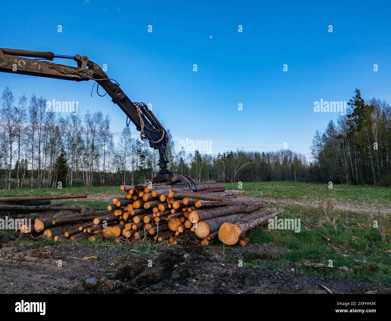 Caricamento di log con macchinari idraulici su autocarri. Foto Stock