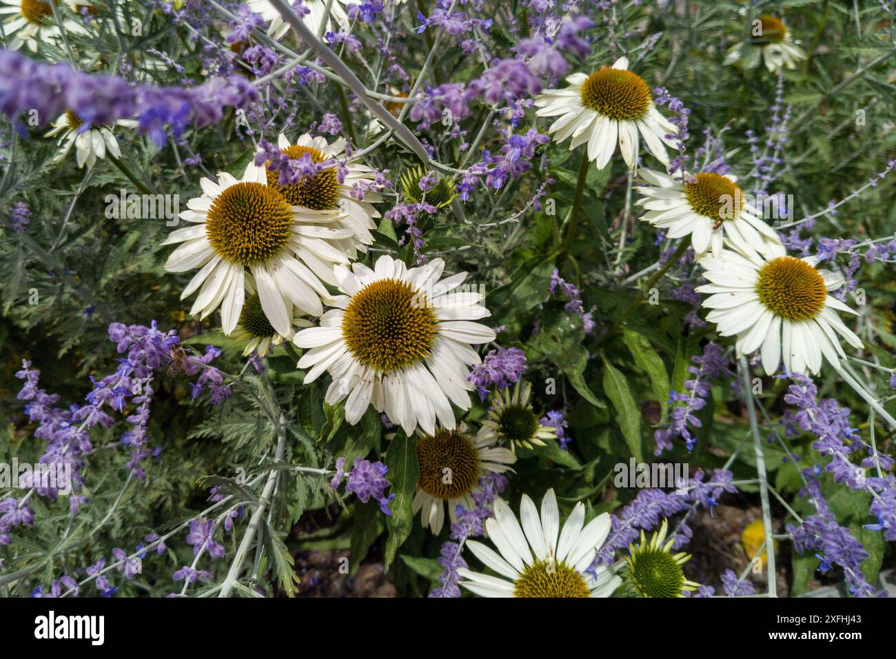 Margherite bianche con fiori di lavanda viola Foto Stock
