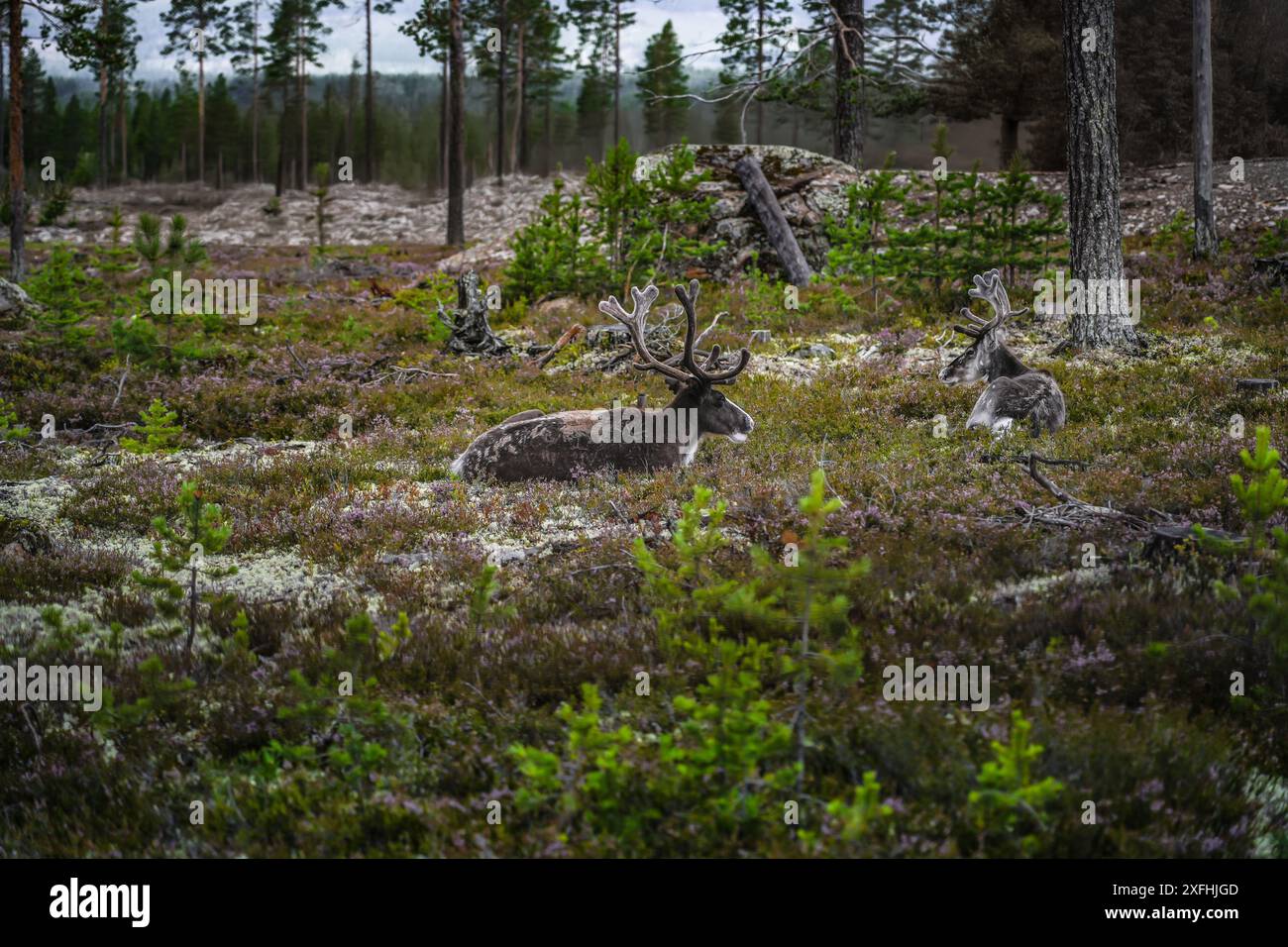 Due Rangifer tarandus Reindeer riposanti in una tranquilla radura della foresta, circondati da erica e pini a Idre, Dalarna, Svezia. Foto Stock