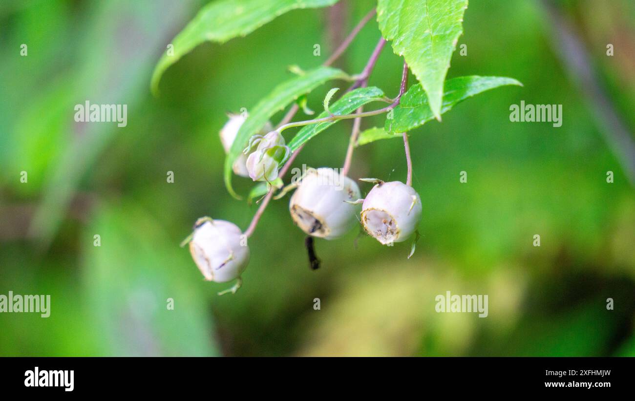 Vaccinium corymbosum (mirtillo del nord, uucchleberry blu, uckleberry alto). Negli habitat naturali, le bacche sono una fonte di cibo Foto Stock