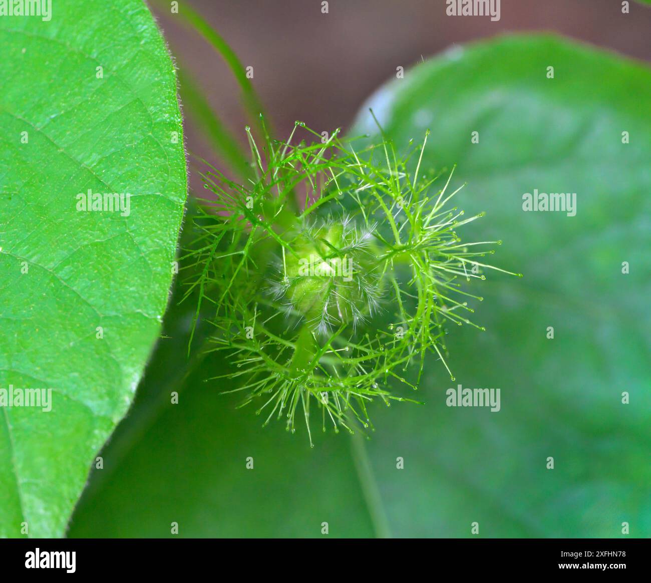 Bocciolo di fiori di scarlettifiore (Passiflora foetida var. Lanuginosa) cover di Bracts, Galveston, Texas, USA. Foto Stock