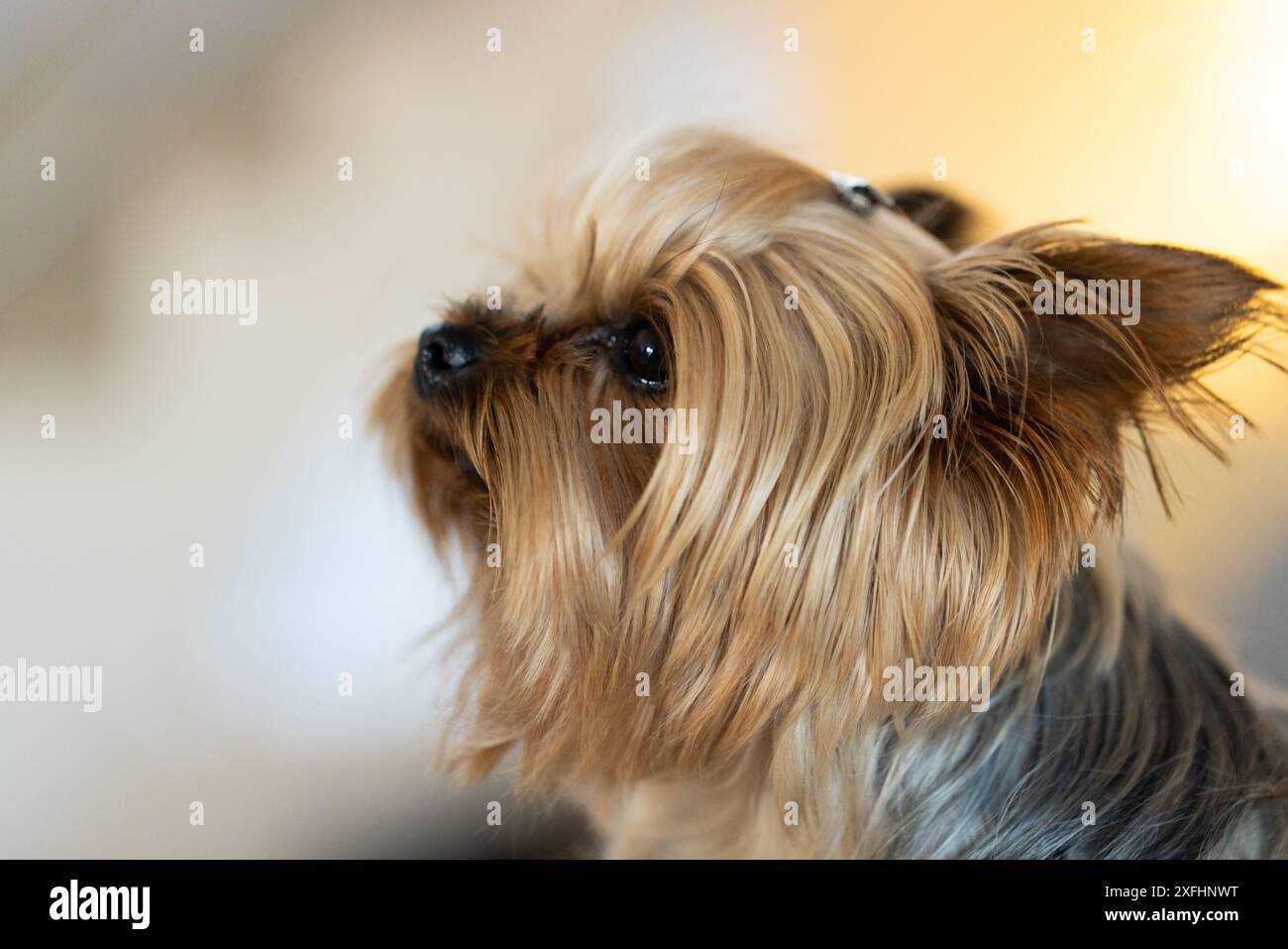 Primo piano dello Yorkshire Terrier con pelliccia setosa, dall'aspetto attento all'interno Foto Stock