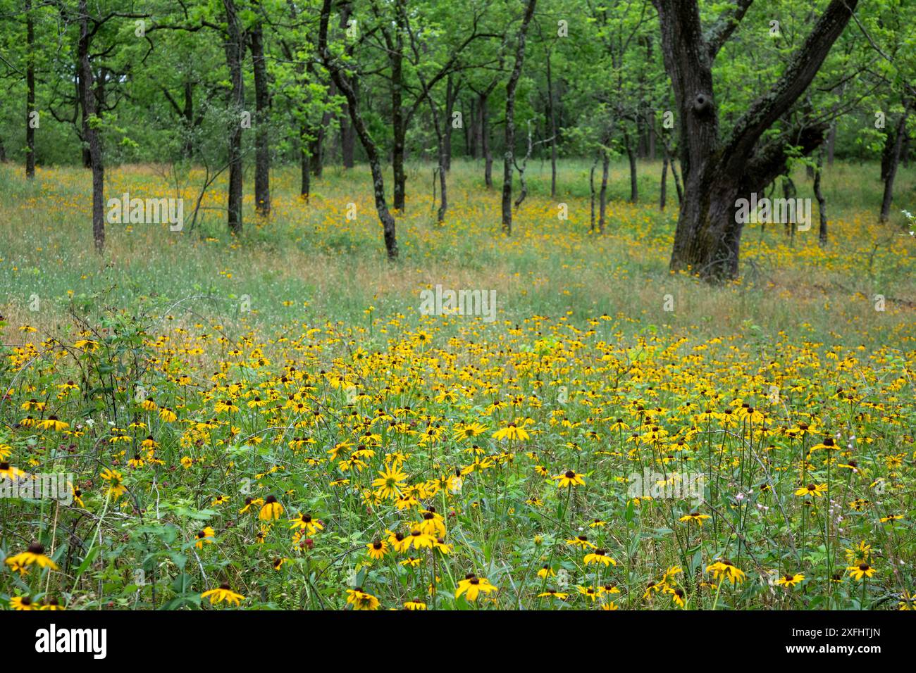 Yankee Springs Twp., Michigan - i Sansani neri (Rudbeckia hirta) in una radura forestale. Foto Stock