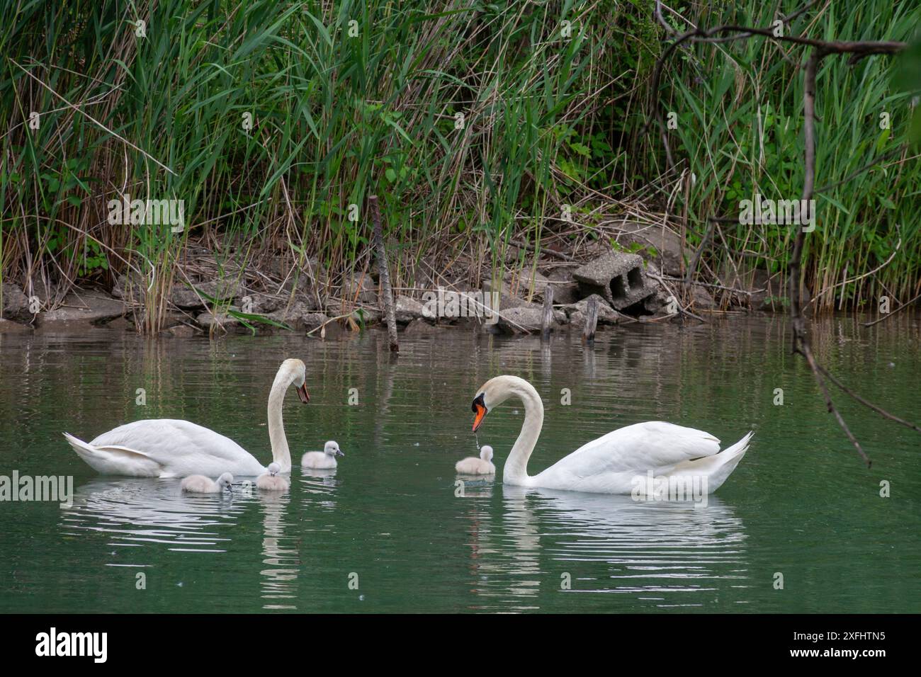 Detroit, Michigan - cigni muti (Cygnus olor) con i loro cignetti in un canale vicino al fiume Detroit. Foto Stock
