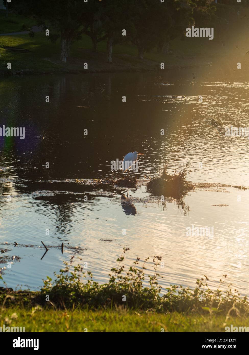 Un maestoso uccello di Egret bianco che si erge su un gruppo di canne nell'acqua lucente del lago nel pomeriggio dorato che tramonta la luce del sole Foto Stock