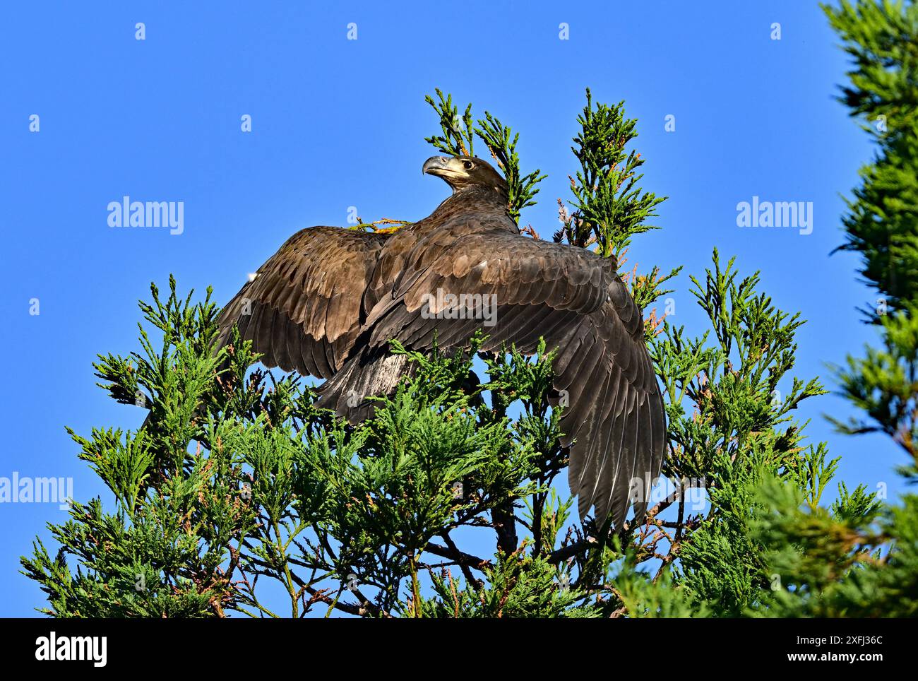 Milpitas Residence Bald Eagle - Giovanile atterrato in un posto sbagliato Foto Stock