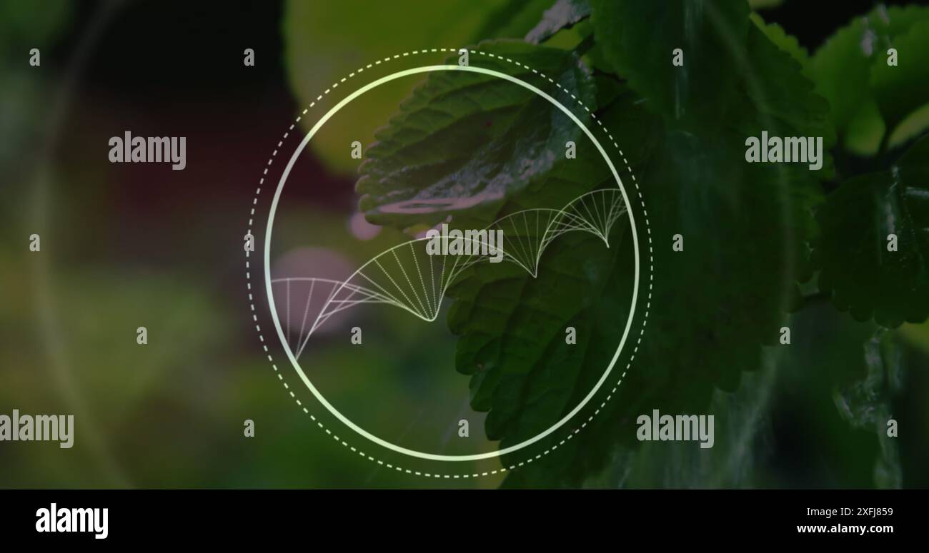 Composizione digitale della struttura del dna che gira contro l'acqua che cade sulla pianta del basilico Foto Stock