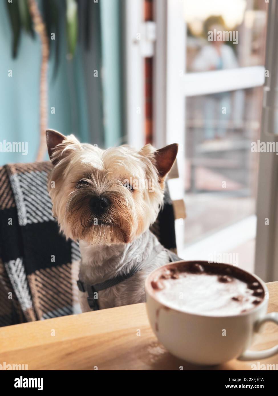 Un piccolo cane bruno dello Yorkshire Terrier siede a un tavolo, con una tazza di cappuccino o cacao iper-realistica a fuoco. Un cucciolo carino al bar. Foto Stock