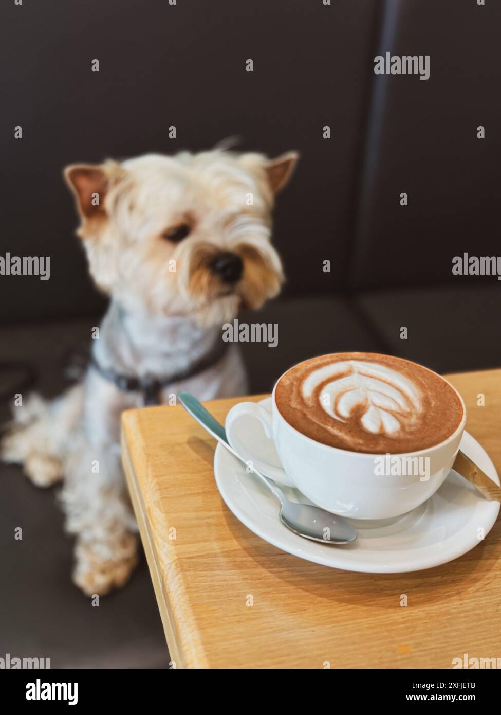 Un piccolo cane bruno dello Yorkshire Terrier siede a un tavolo, con una tazza di cappuccino o cacao iper-realistica a fuoco. Un cucciolo carino al bar. Foto Stock