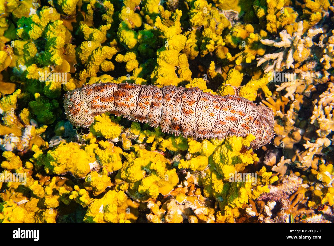 cetriolo di mare sulla colorata barriera corallina gialla e verde. vita marina subacquea e fauna selvatica sullo sfondo dell'oceano Foto Stock