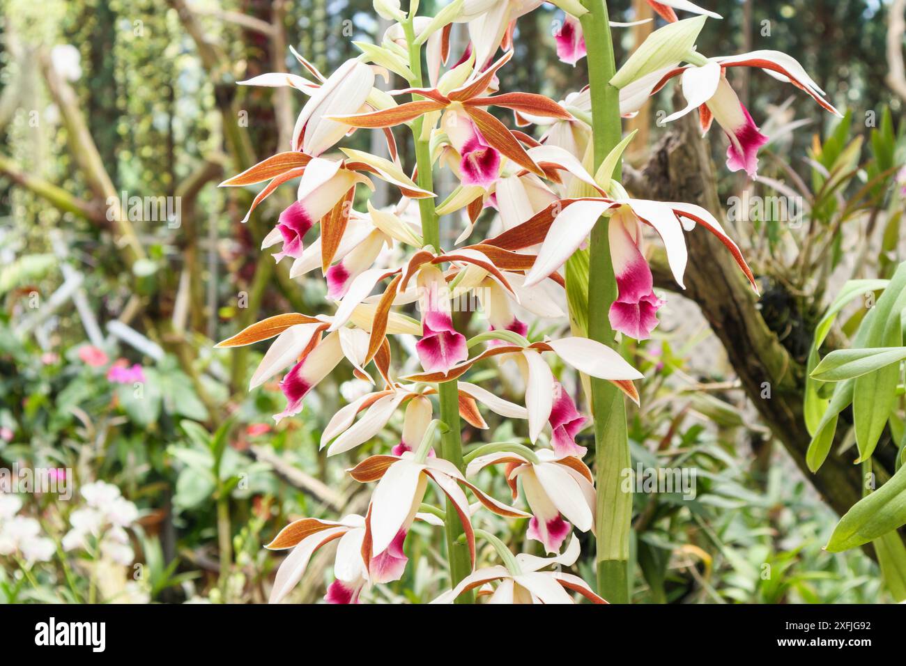 orchidea di Phaius tankervilleae o grande orchidea paludosa Foto Stock