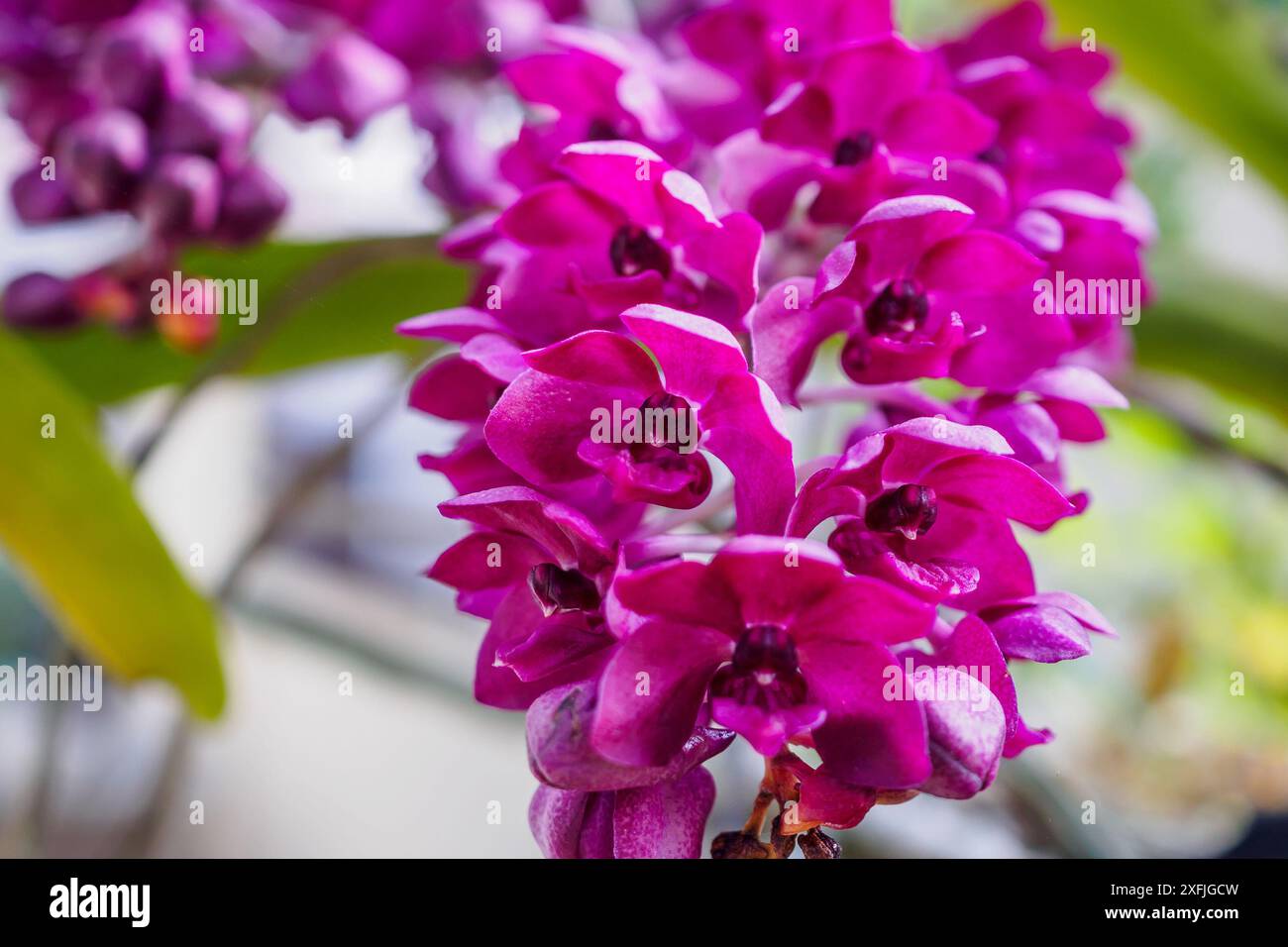 Rhynchostylis Gigantea fiori di orchidea di colore rosa Foto Stock