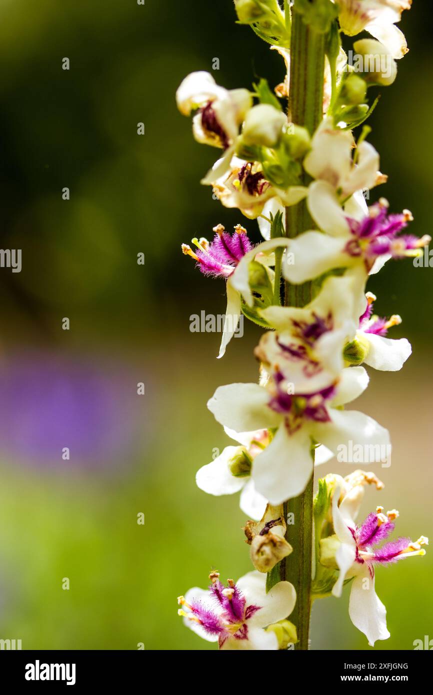 Verbascum phlomoide fiori rosa in primavera. Graziosi piccoli boccioli di fiori con petali delicati su sfondo verde naturale in un giardino soleggiato. Fiori floreali. Foto Stock