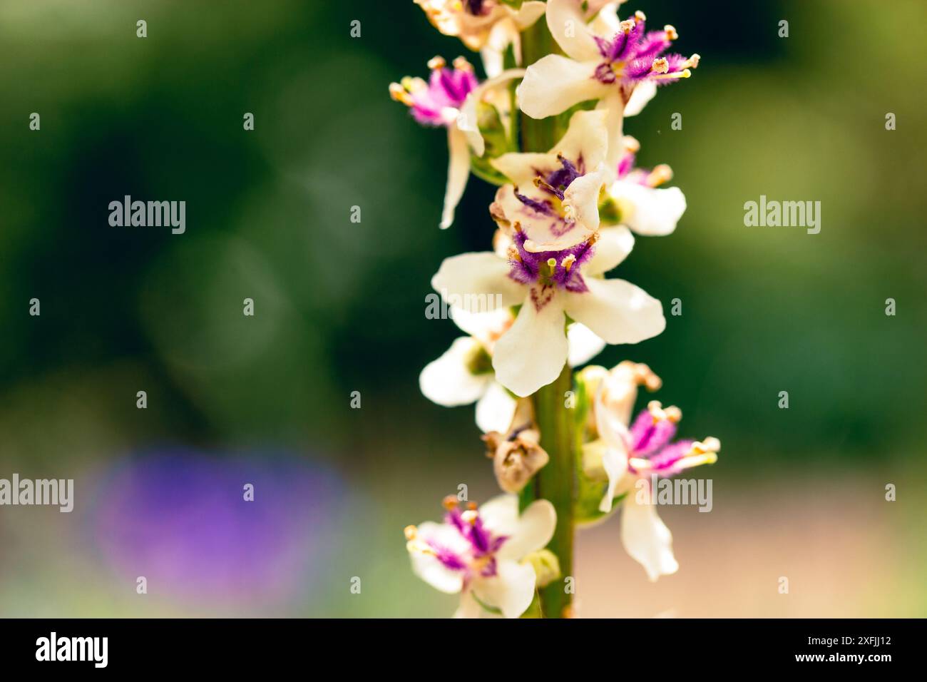 Verbascum phlomoide fiori rosa in primavera. Graziosi piccoli boccioli di fiori con petali delicati su sfondo verde naturale in un giardino soleggiato. Fiori floreali. Foto Stock