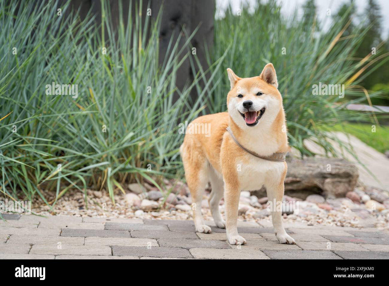 Akita Inu dai capelli rossi si erge sul sentiero nel giardino. Akita Inu giapponese, la coraggiosa razza di caccia all'orso originale del Giappone. Foto Stock