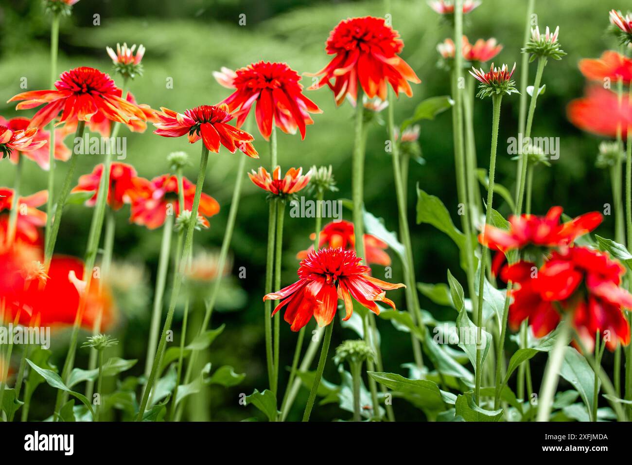 Echinacea purpurea boccioli di fiori brillanti rosso eccentrico tra foglie verdi su sfondo naturale. Fiori fioriti in giardino formale estivo pianta medica Foto Stock