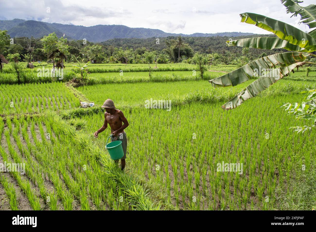 2 giugno 2013, Bali, Indonesia: Farmer Works on the Paddy Field a Bali, Indonesia. Foto Stock