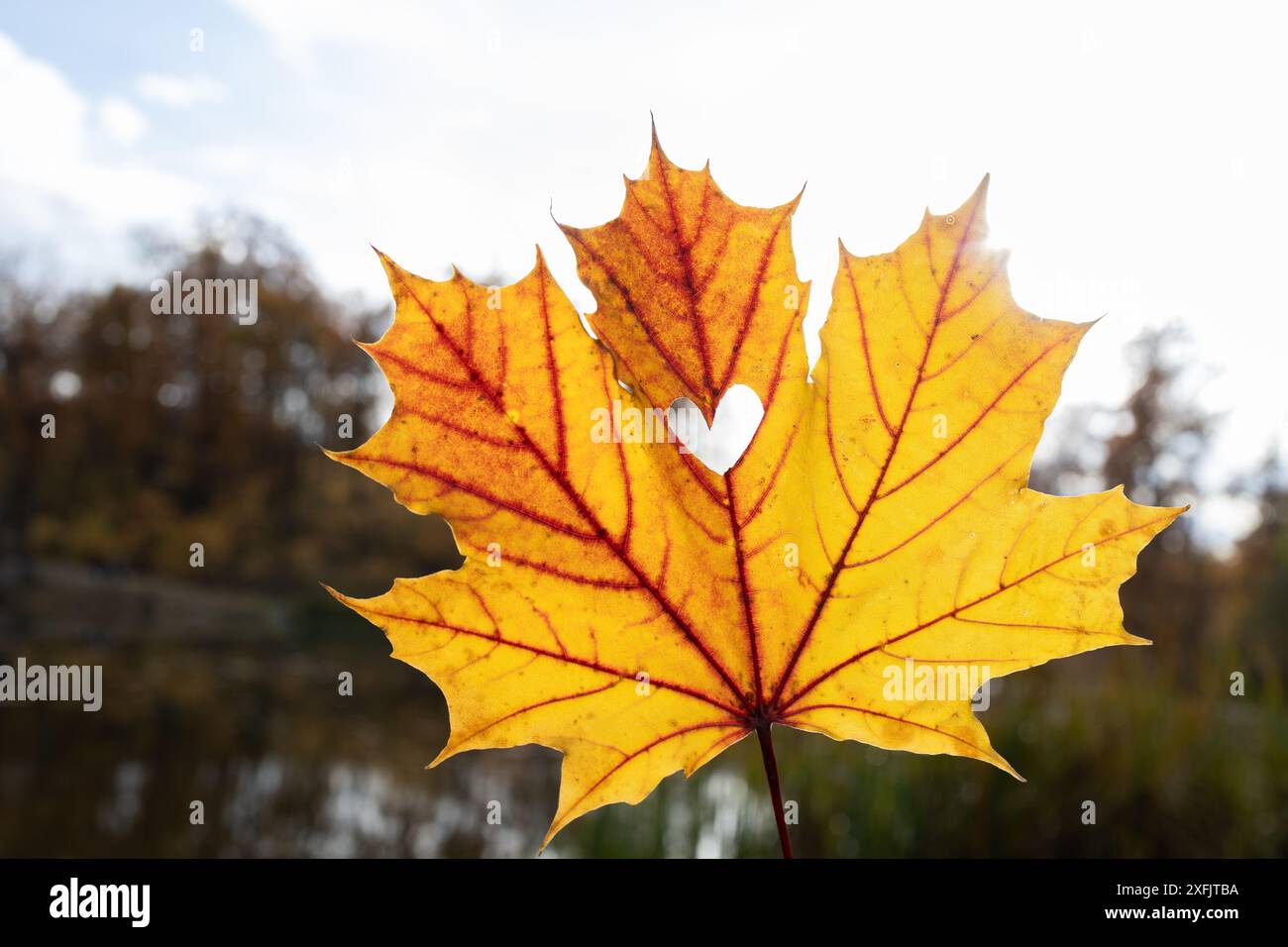 Ciao, Autunno. foto d'autunno dall'atmosfera stagionale. Una bella foglia d'acero arancione-giallo in primo piano con retroilluminazione. Un piccolo cuore è tagliato nel miglio Foto Stock