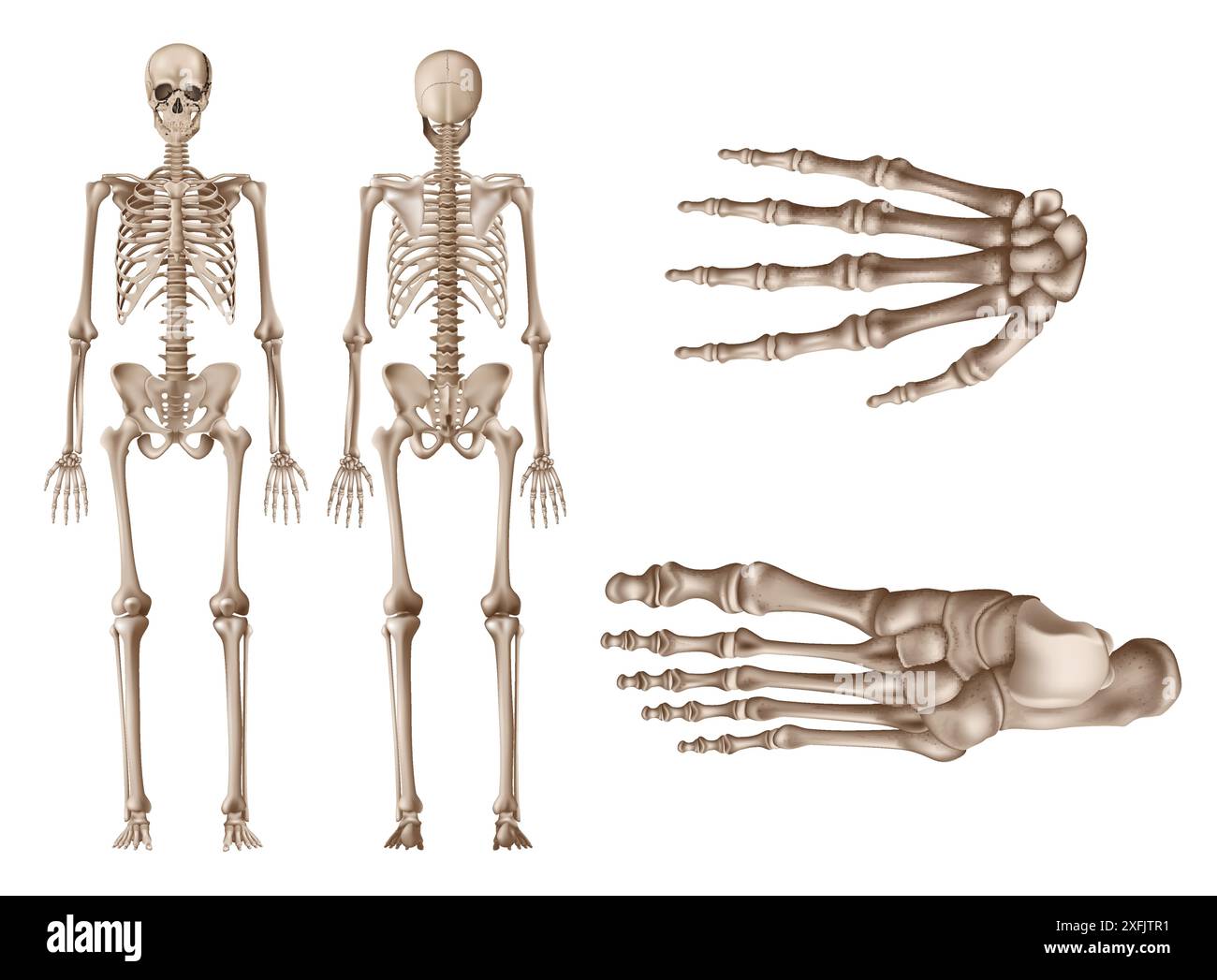 Scheletro umano, viste posteriore e anteriore, studio del concetto di anatomia umana, illustrazione vettoriale realistica, su sfondo bianco Illustrazione Vettoriale