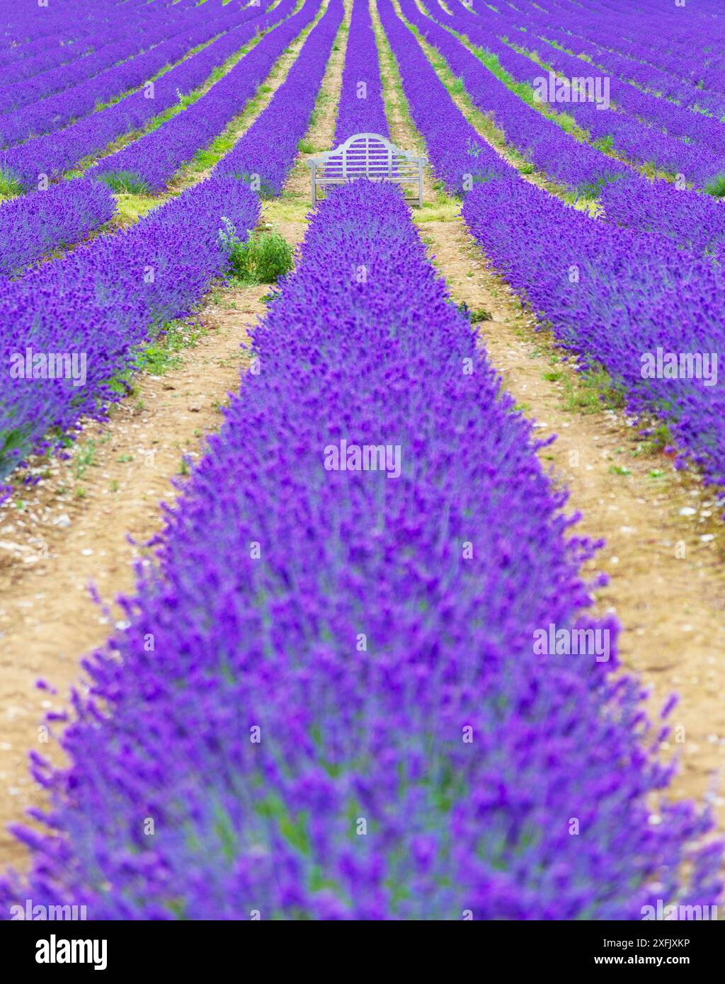 File di lavanda in pieno fiore con elegante panca in legno al centro Foto Stock