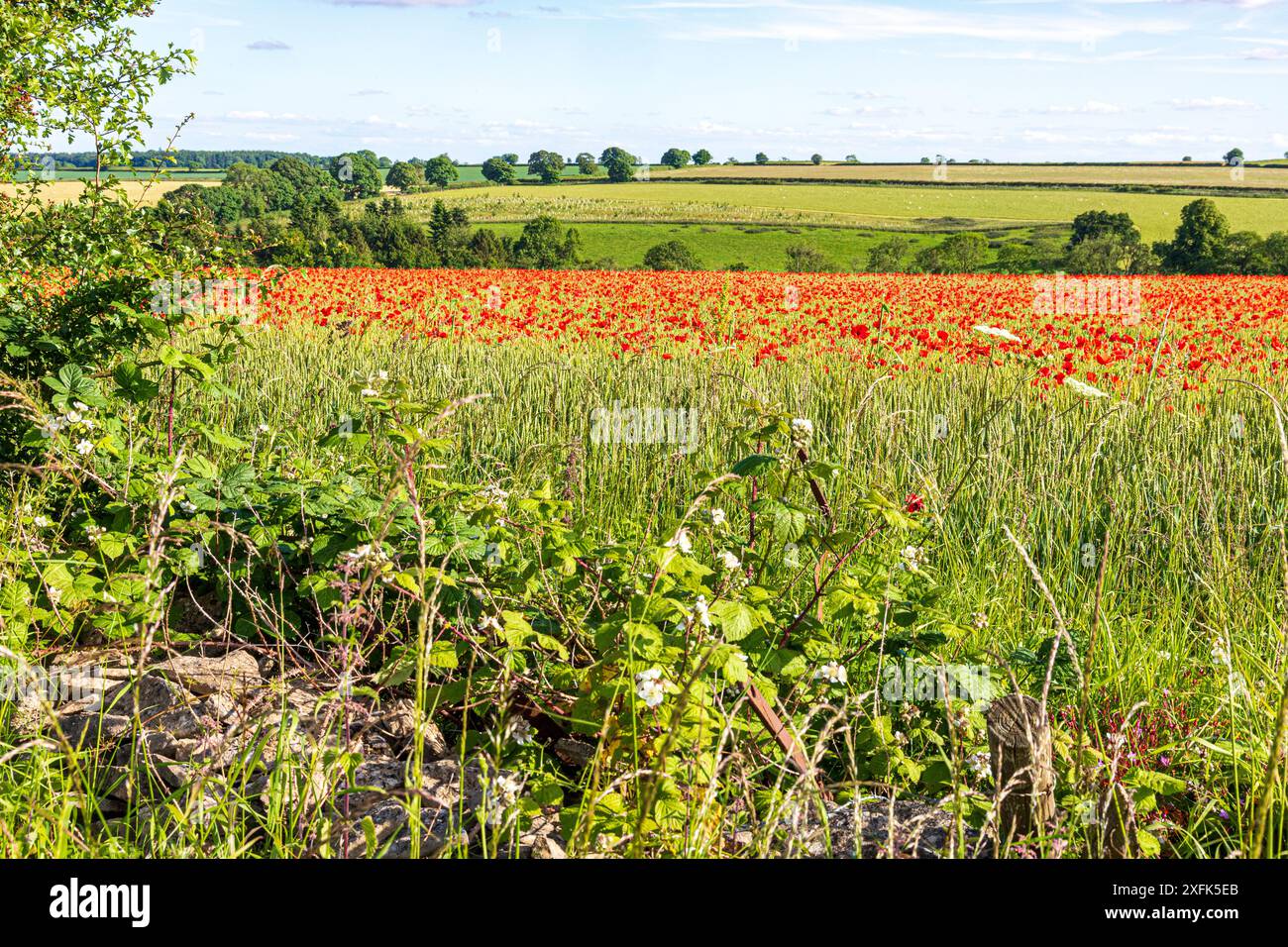 Papaveri rossi che crescono in un campo di grano vicino a Enstone, Chipping Norton, Oxfordshire, Inghilterra Regno Unito Foto Stock