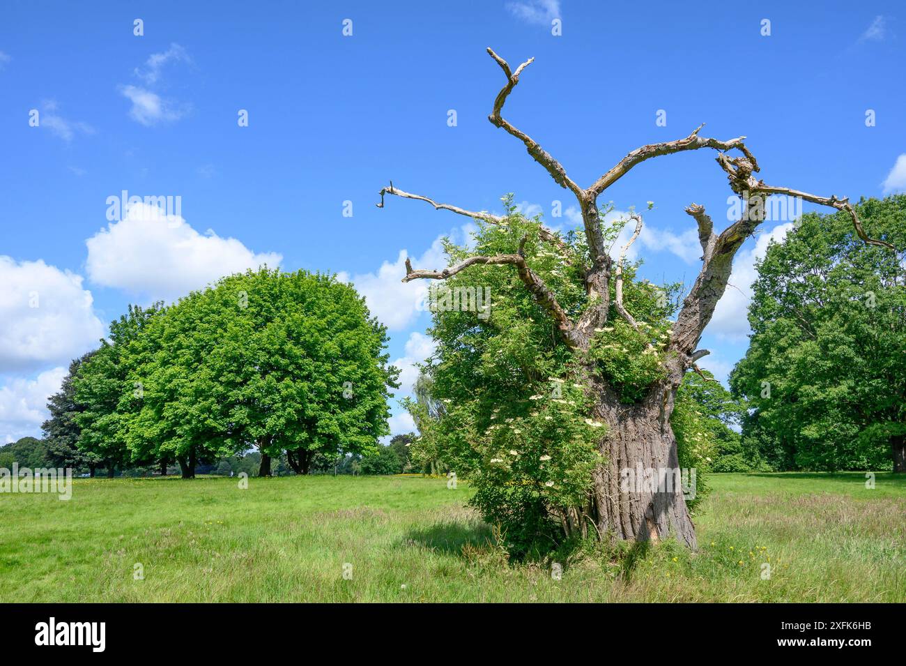 Albero morto a Mote Park - grande parco pubblico vicino al centro della città - Maidstone, Kent, Regno Unito. Foto Stock
