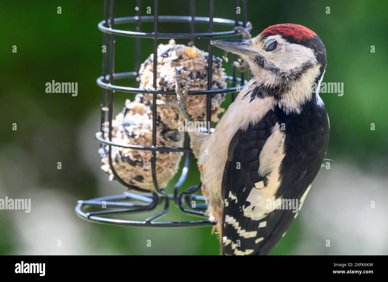 Grande picchio maculato (Dendrocopus Major) giovanile che chiude gli occhi e mostra la membrana nictitante (terza palpebra) mentre mangia le palline grasse da Foto Stock