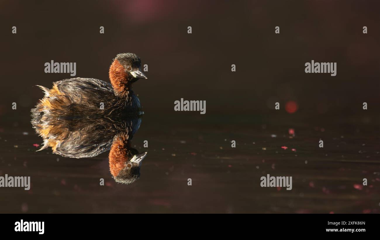 La splendida piccola Grebe in tarda mattinata d'estate, navigando attraverso il viola Foto Stock