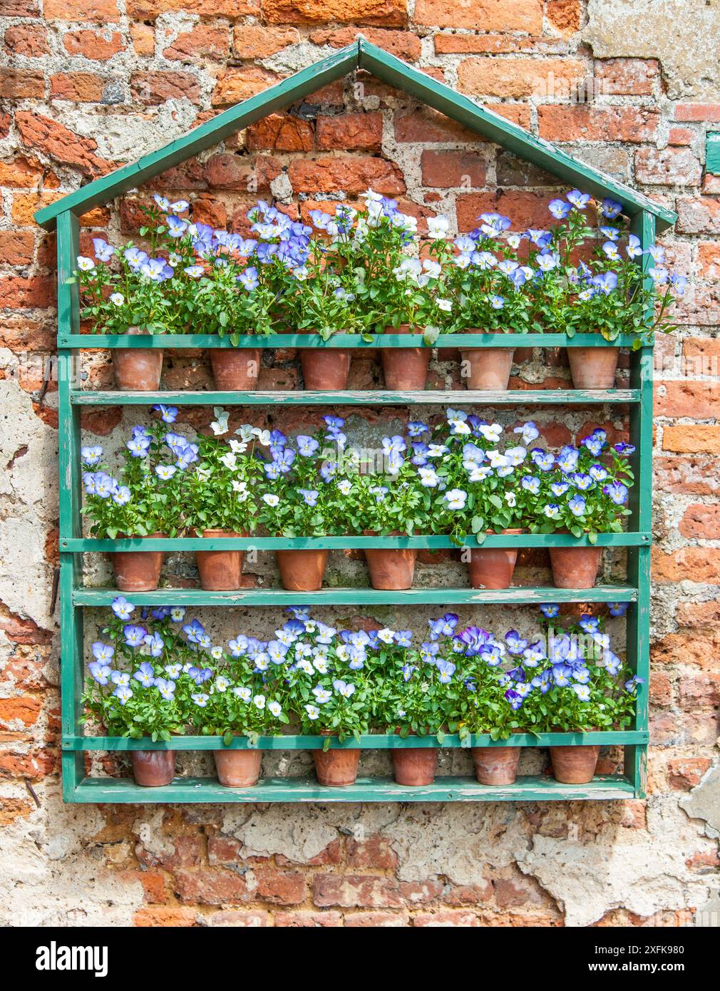Viola (Violaceae) Theatre, esposto nel giardino murato di Greys Court, Henley-on Thames, Oxfordshire, Inghilterra. Foto Stock
