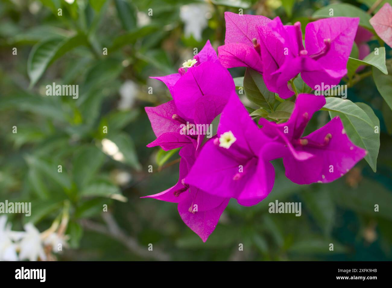Un primo piano di vividi petali rosa su una pianta di Bougainvillea. Foto Stock