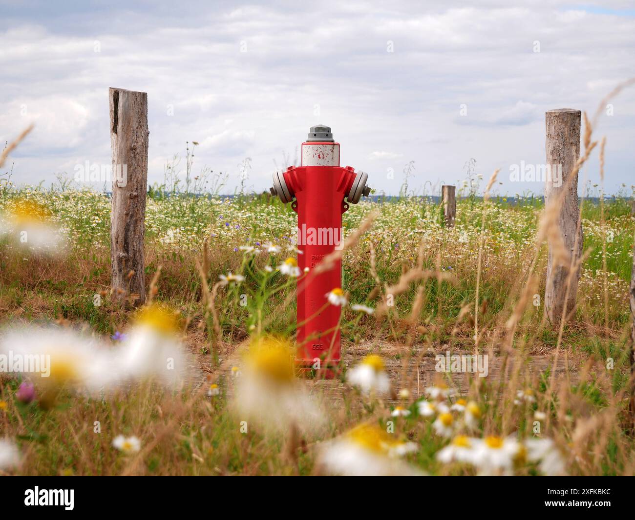 Un idrante rosso si erge in un prato fiorito nella periferia della città. Il contrasto tra tecnologia e natura conferisce all'immagine un potere simbolico Foto Stock