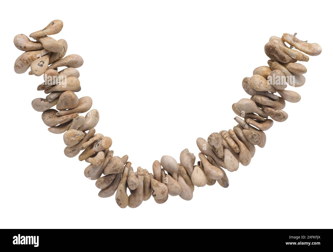 Collana superiore con perline di canina Red Deer perforata e paleolitica Foto Stock