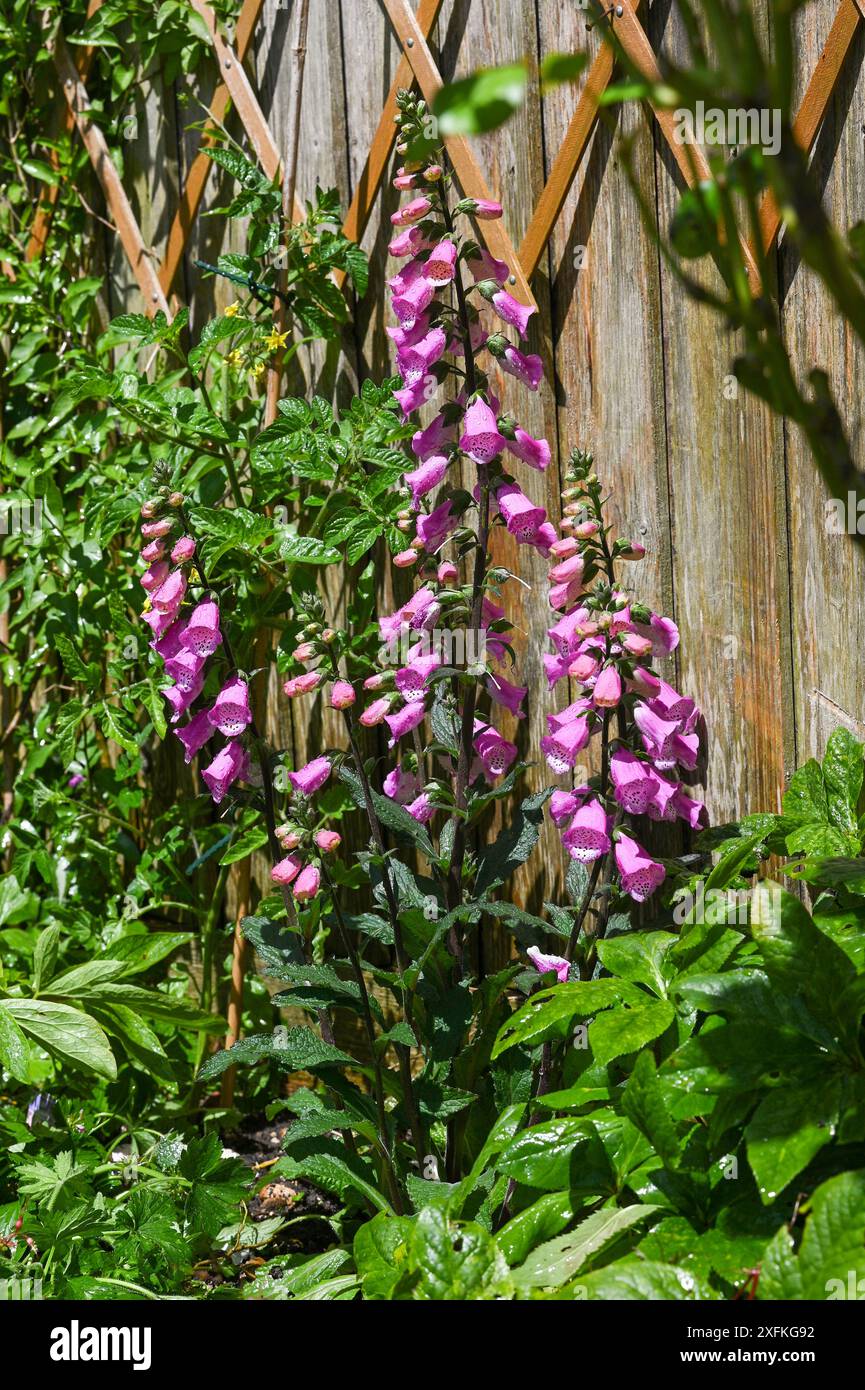 Guanti in foxgloves rosa digitalis purpurea durante il sole estivo dopo una doccia a pioggia piantata nel piccolo giardino urbano di Brighton, Regno Unito Foto Stock