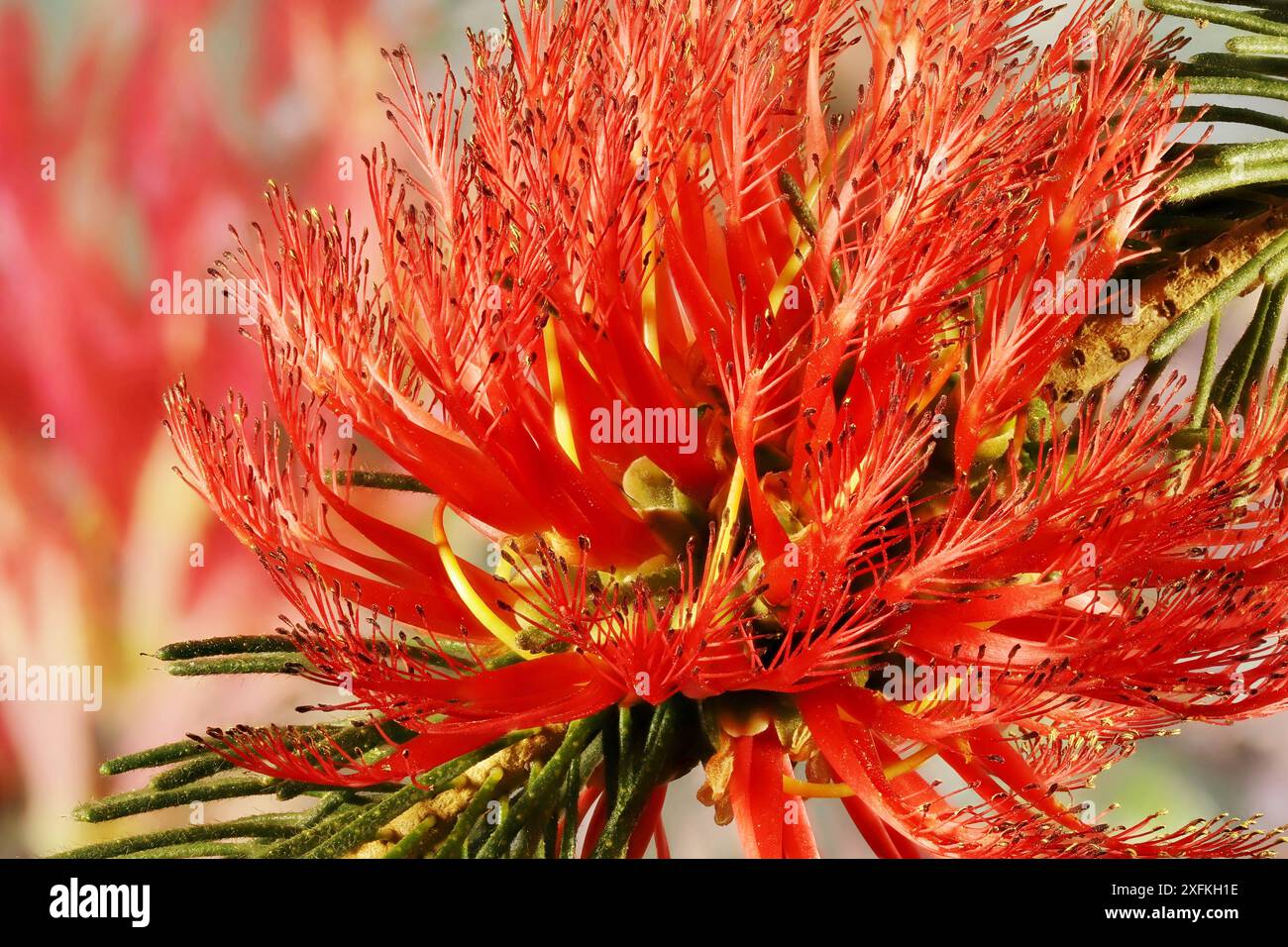 Primo piano di un pennello monofacciale (Calothamnus quadrifidus) che mostra fiori disposti nell'infiorescenza Foto Stock