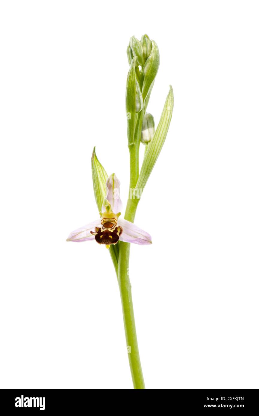 Orchidea delle api (Ophrys apifera), Buchelberg, Pfalz, Germania. Giugno. Progetto Meetyourneighbors.net Foto Stock