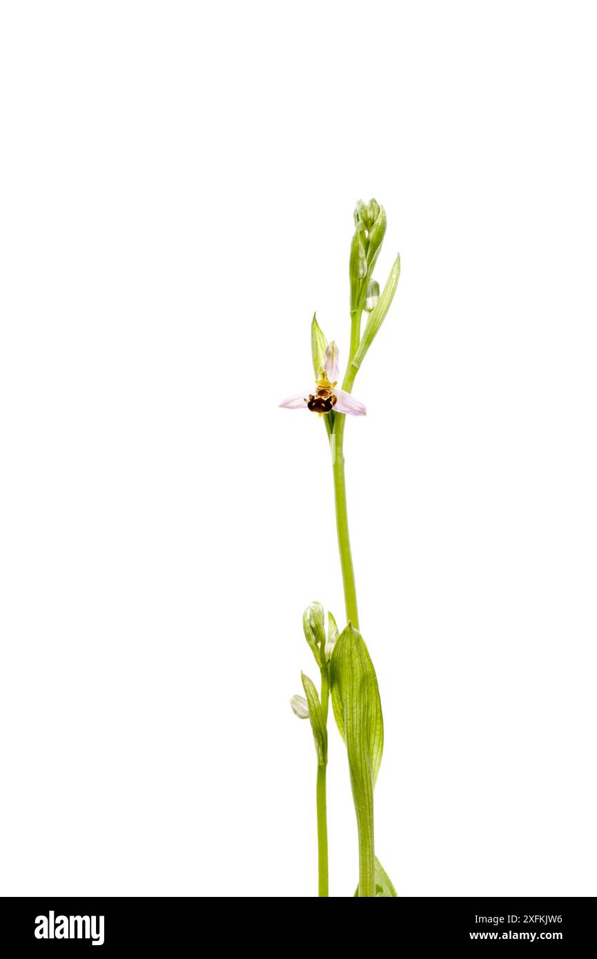 Orchidea delle api (Ophrys apifera), Buchelberg, Pfalz, Germania. Giugno. Progetto Meetyourneighbors.net Foto Stock