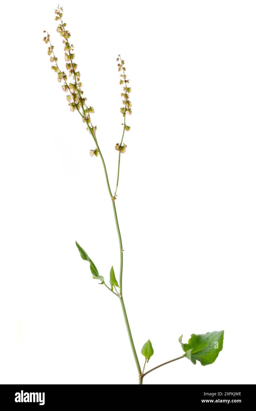 French Sorrel (Rumex scutatus), Theisbergstegen, Pfalz, Germania. Giugno. Progetto Meetyourneighbors.net Foto Stock