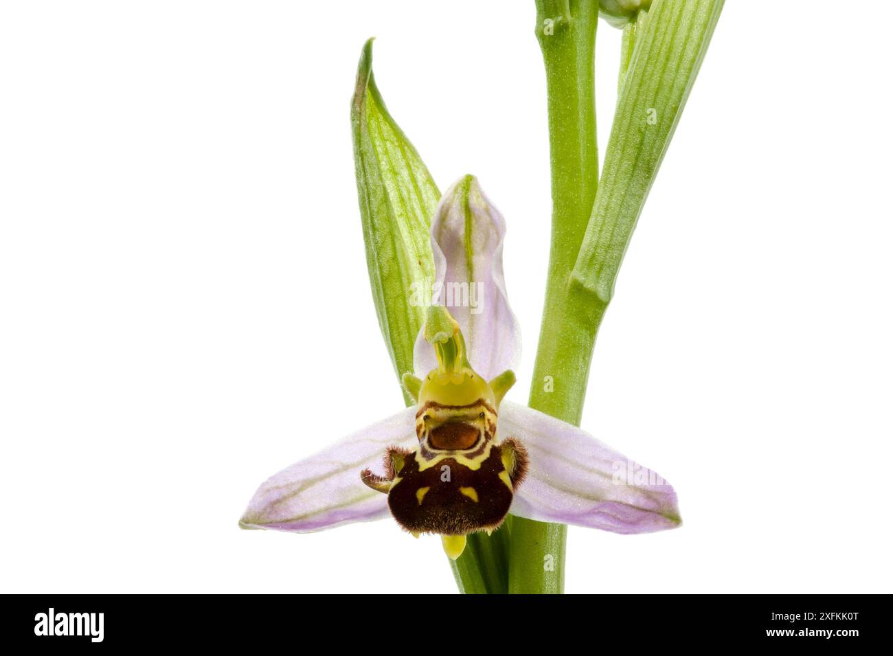 Orchidea delle api (Ophrys apifera), Buchelberg, Pfalz, Germania. Ottobre. Progetto Meetyourneighbors.net Foto Stock